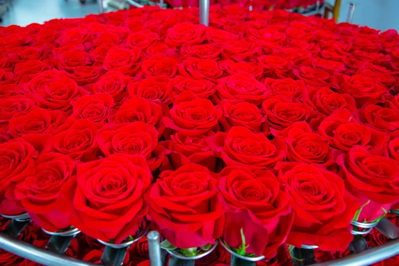 Rosas rojas colombianas. Foto: Procolombia 