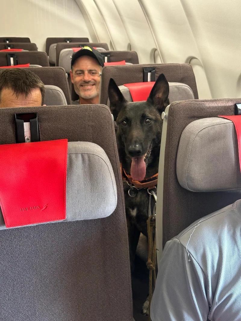 Uno de los perros especialistas en rescate que viajaron a Venezuela con su guía.