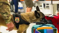 Perro polic�a inspeccionando equipajes.