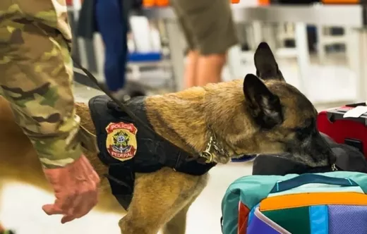 Perro polic�a inspeccionando equipajes.