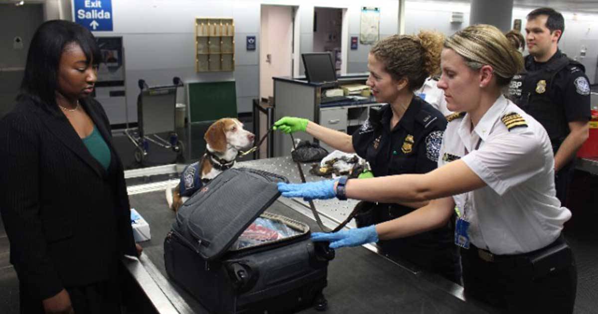 Perro en control aeroportuario. Foto: Flightright Perro en control aeroportuario. Foto: Flightright