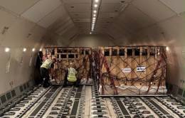 Reses cargadas en un avión en el aeropuerto de Viracopos, en Campinas.