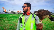 Es habitual que en la zona del recinto del aeropuerto se inserten aves rapaces adiestradas para ahuyentar o capturar otras especies.